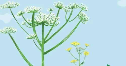 Plantes toxiques à surveiller